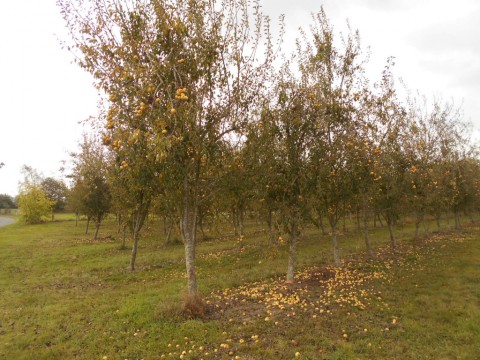 proche de saint hilaire du harcouet