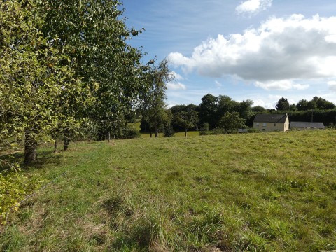 le teilleul